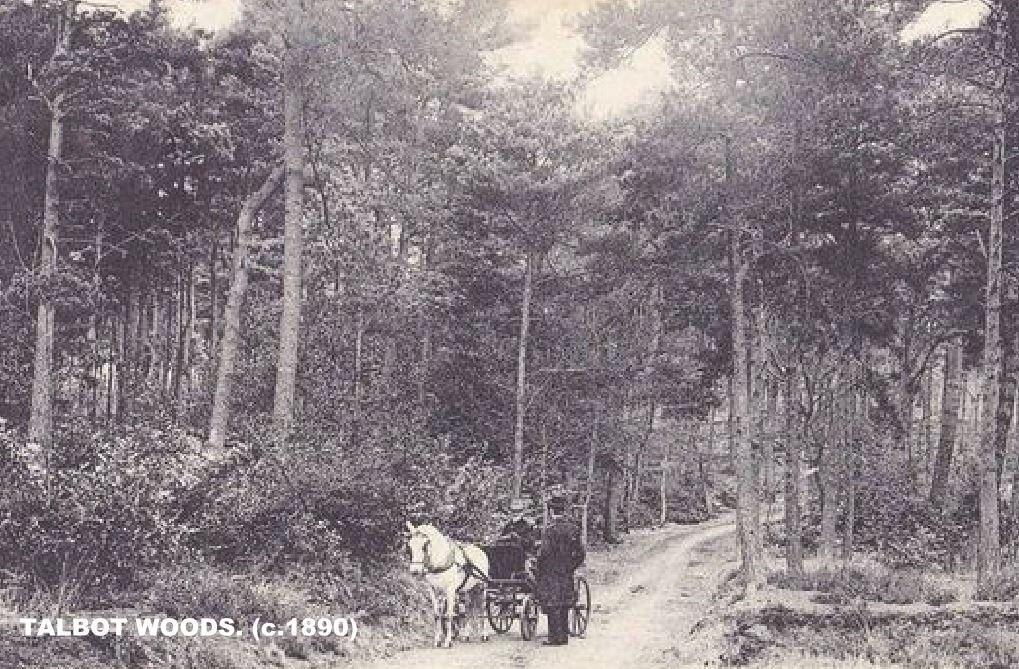 TALBOT WOODS c1890's.jpg